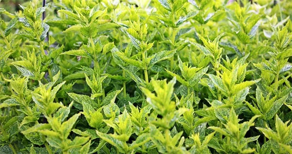 秋のコンテナ菜園におすすめ！簡単に育てられる野菜8選