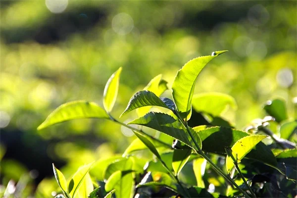 牡丹の移植に失敗した私がたどり着いた成功のコツ