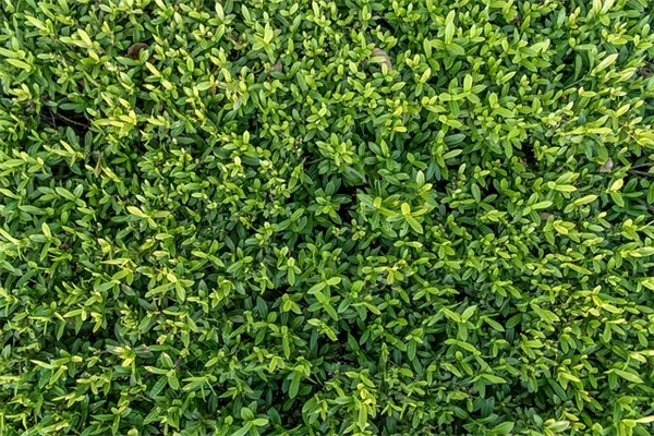 紫陽花の秋植え、メリットとコツをプロが解説