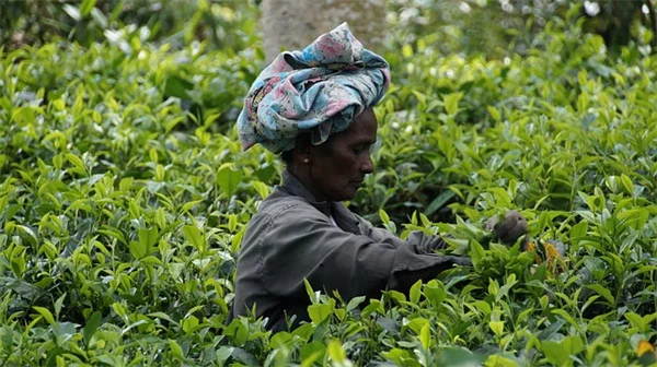 アポノゲトンの育て方｜初心者でも簡単！球根から育てる失敗しないコツ
