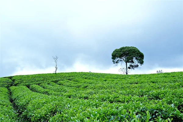 微気候を味方につけて庭の植物を増やす秘訣