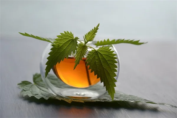 微気候を味方につけて庭の植物を増やす秘訣