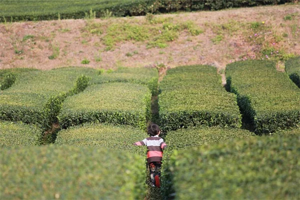 プロが教える植物の冬越し方法と失敗しない3つのコツ